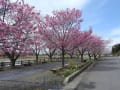 常陸鴻巣付近の桜が開花
