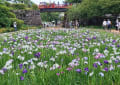 小田原城あじさい花菖蒲まつり～～♪