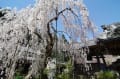 奈良の桜風景