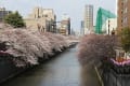 目黒川の桜