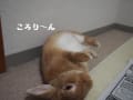 [75]ウサコちゃん