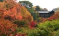 京都の紅葉