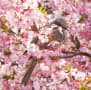 2回目の淀河津桜