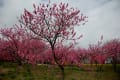 古河市花桃公園は桜の季節と同じころ開花します桃の花の期間が長く４月中旬まで楽しめます