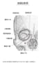 頭蓋骨　cranial bones