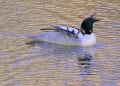 水鳥　コウライアイサ　カワアイサ　ミコアイサ　オシドリ　コブハクチョウ　ヨーロッパガチョウ　マガモ　ホオジロガモなど