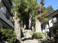 伊豆修善寺近くにある日枝神社の夫婦杉の巨木等　right wise