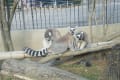 [27]京都動物園29.JPG