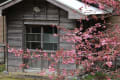 徳島県神山町・３月の風景や花々
