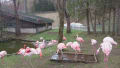 旭山動物園2014