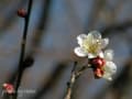 [6]20130216_0042_雪月花AL.jpg