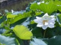 白い蓮の咲く池