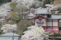 長谷寺の桜