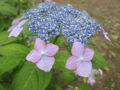 神代植物園2010春バラ