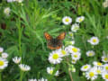 高知県西部に咲く花（春）