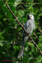 [1]Ashy Drongo25Oct09-12a-s.jpg