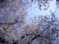 桜　平成２７年４月