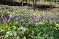 八ヶ岳植物園