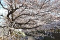 川崎市多摩区の川沿い桜2015