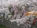 [7]真間川沿いの桜　2018