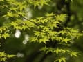 初夏の下賀茂神社