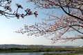 小野市　平池公園、加古川堤の桜