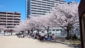 滋賀栗東の桜情報