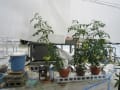 灌水制御システムによるトマトの底面給水栽培２ケ月目