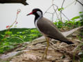 インドの野鳥２