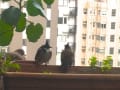 香港　街中の鳥たち