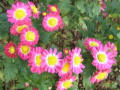 [53]RIMG0101ピンク小花菊_400.jpg