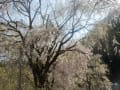 武蔵の国秩父郡荒川郷青雲寺しだれ桜