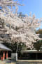 松山城の桜