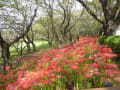 権現堂公園の彼岸花