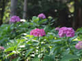 長命寺の紫陽花