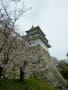 明石公園の桜