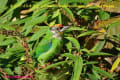 [19]Golden-throated Barbet17Dec2013-04a-s.jpg