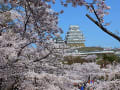 桜満開の姫路城