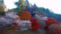 小原の四季桜（09/11/28撮影）