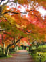 小石川植物園の見事な紅葉