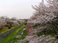 昭和記念公園は春爛漫