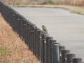 響灘ビオトープ探鳥会（北九州市若松区）