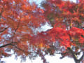 佐白山紅葉20201121①