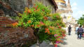 タイの木の花