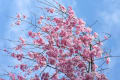 [33]平安神宮、神苑の紅枝垂れ桜