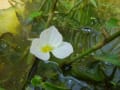 夏の植生物