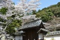 今年のさくら　2018　天野山金剛寺　落慶