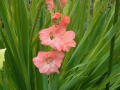 [484]Gladiolus607305.JPG