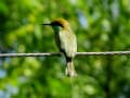 ハチクイ科の鳥さん　（インド）