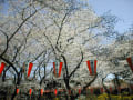 各地の桜色々